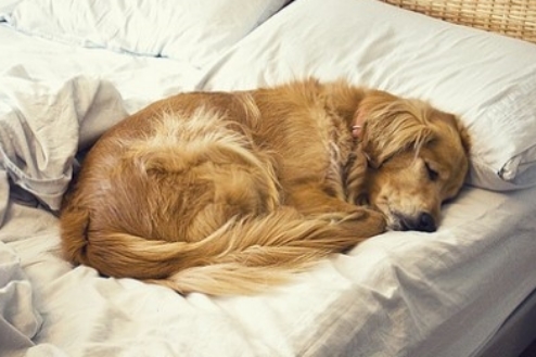 PurThread, so fur-induced funk doesn't force them out of bed.